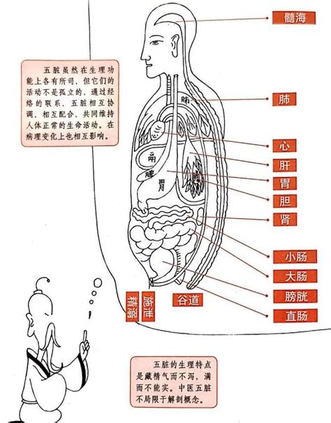 五臟六腑位置圖